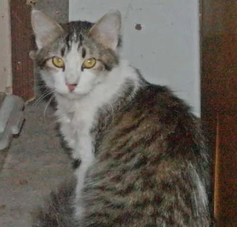Gato ra a  idade  nome charmosa