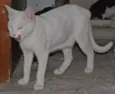 branquinha