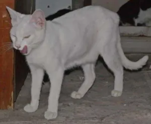 Gato raça  idade 2 a 6 meses nome branquinha