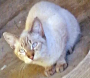 Gato raça  idade 2 a 6 meses nome Amigo