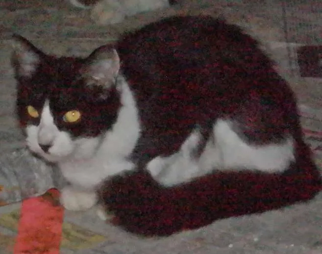 Gato ra a  idade 2 a 6 meses nome Flor