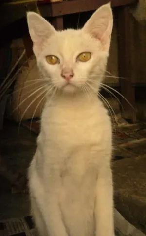 Gato raça viralata idade 2 a 6 meses nome branquinha