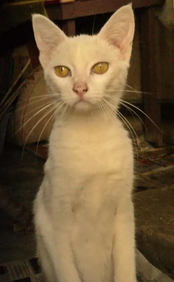 Gato ra a viralata idade 2 a 6 meses nome branquinha