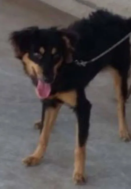 Cachorro ra a Vira Lata idade 7 a 11 meses nome Bob