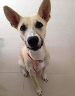 Cachorro raça Vira Lata  idade 7 a 11 meses nome Otto
