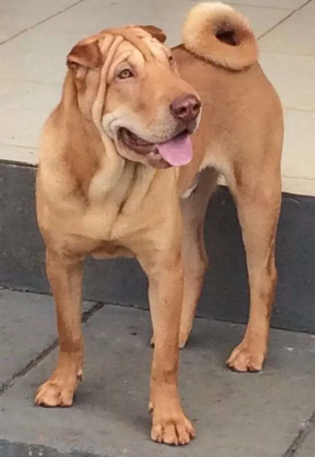 Cachorro ra a Shar Pei idade 7 a 11 meses nome Rocambole