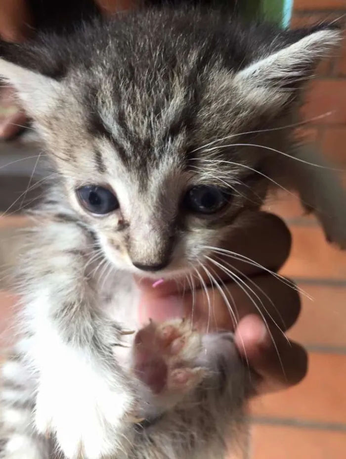 Gato ra a  idade Abaixo de 2 meses nome Gatos