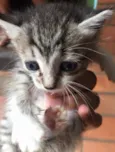 Gatos