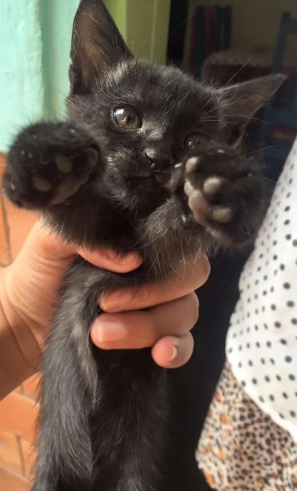 Gato ra a  idade Abaixo de 2 meses nome Gatos