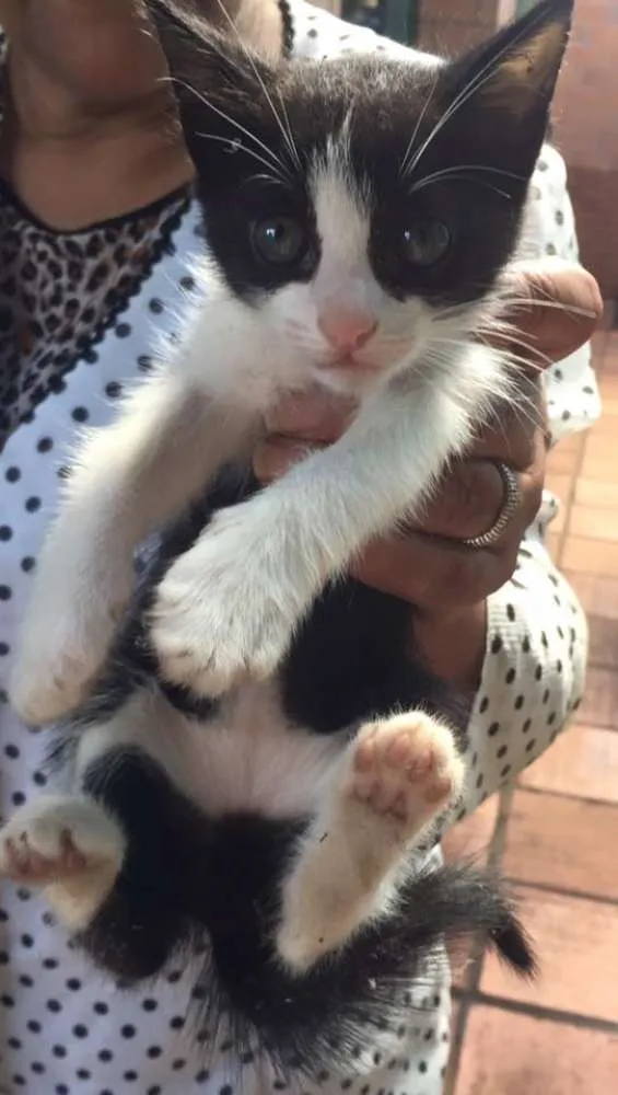 Gato ra a  idade Abaixo de 2 meses nome Gatos