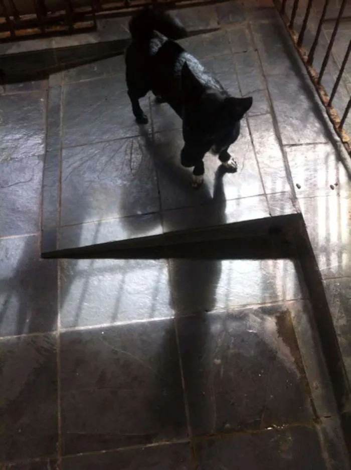 Cachorro ra a SRD idade 2 anos nome Adoção Responsável