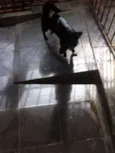 Adoção Responsável