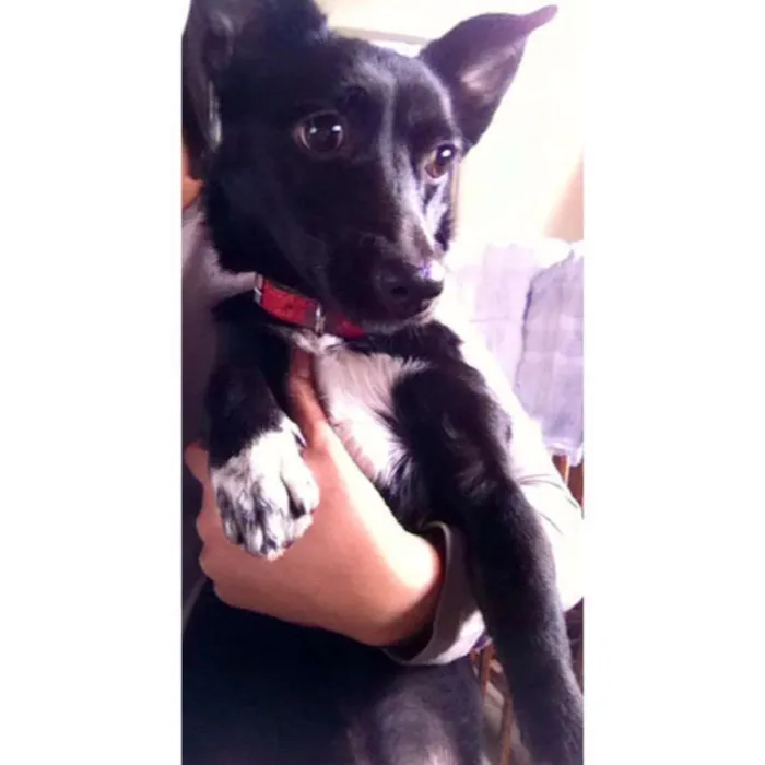 Cachorro ra a SRD idade 2 anos nome Adoção Responsável