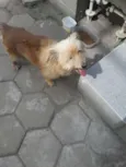 Rodolfo