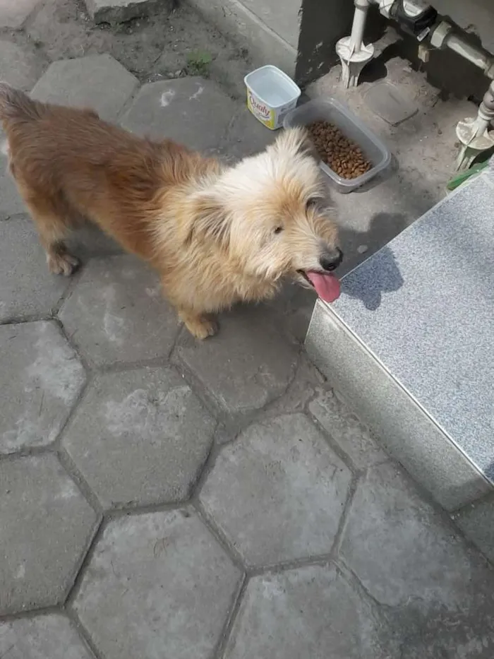 Cachorro ra a SRD idade 5 anos nome Rodolfo