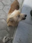 Rodolfo