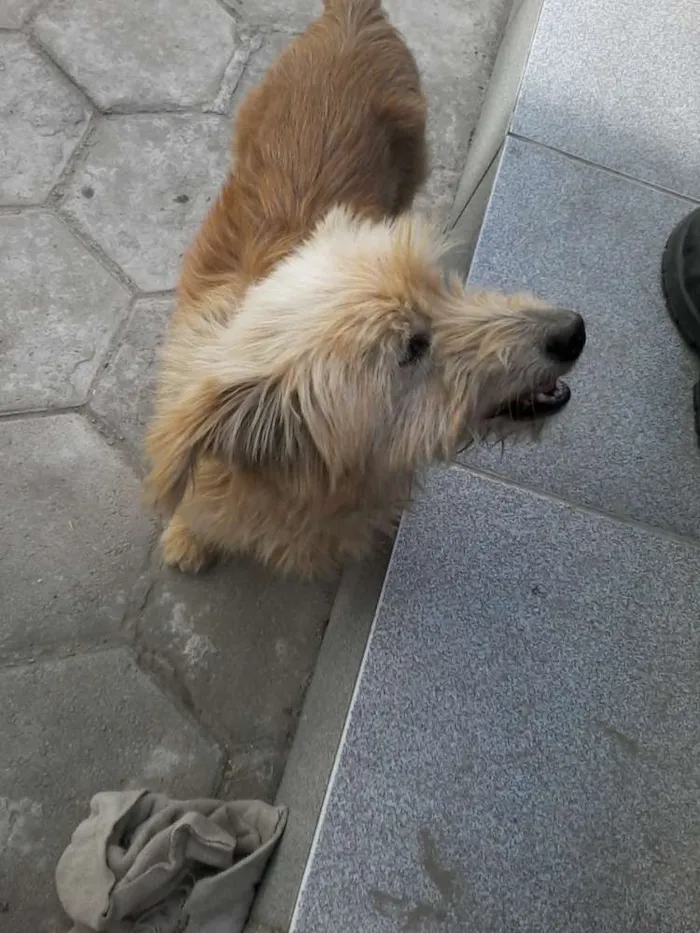 Cachorro ra a SRD idade 5 anos nome Rodolfo