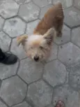 Rodolfo