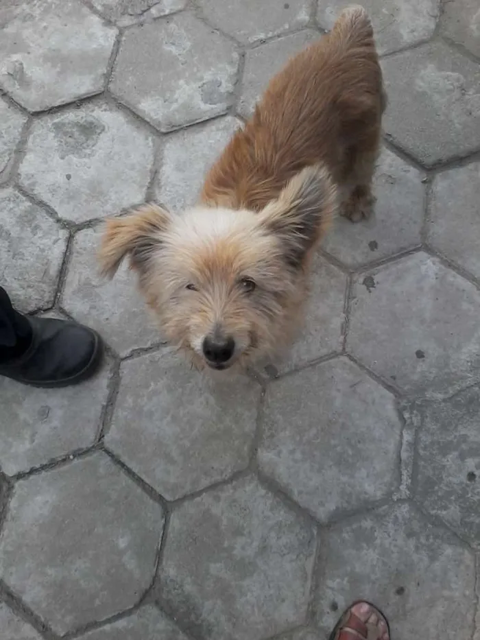 Cachorro ra a SRD idade 5 anos nome Rodolfo