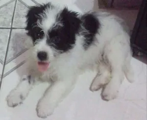 Cachorro raça Poodle idade 2 a 6 meses nome Bidu