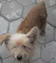 Rodolfo