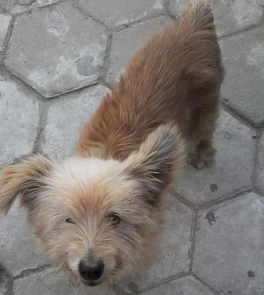 Cachorro ra a SRD idade 5 anos nome Rodolfo