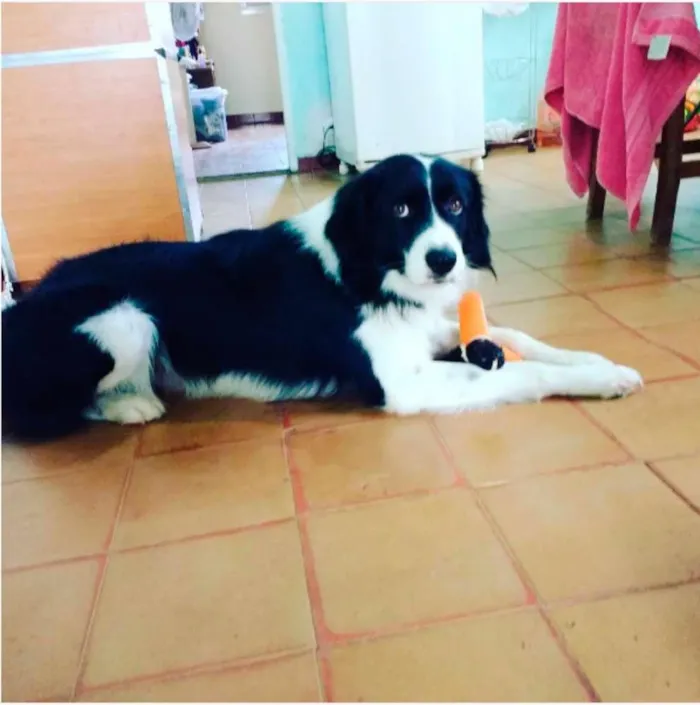 Cachorro ra a Border collie idade 2 anos nome Zithdog