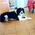 Zithdog