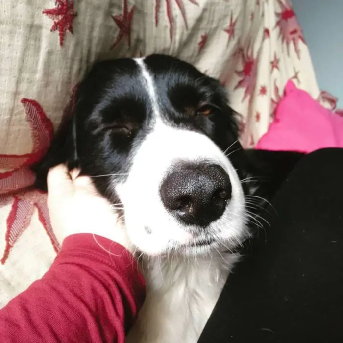 Cachorro ra a Border collie idade 2 anos nome Zithdog