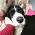 Zithdog