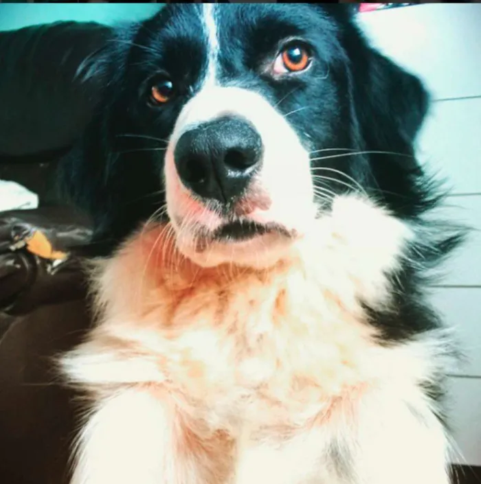 Cachorro ra a Border collie idade 2 anos nome Zithdog