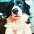 Zithdog