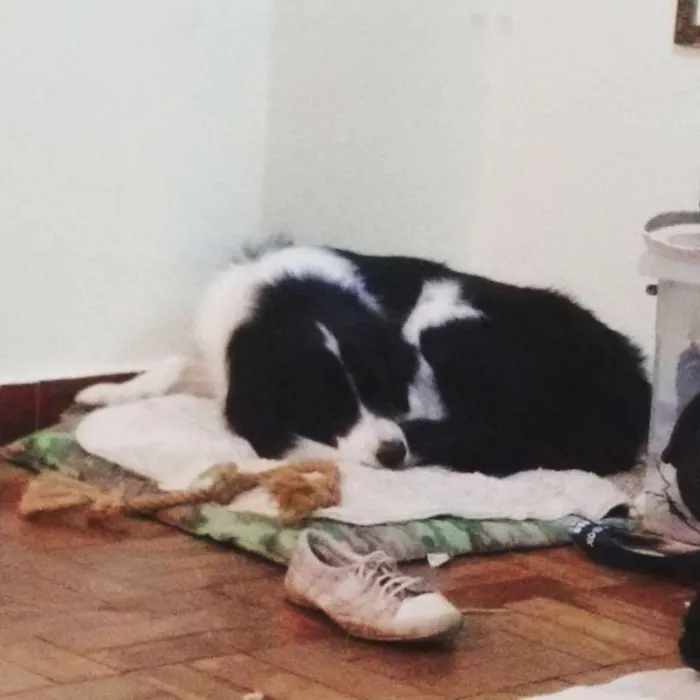 Cachorro ra a Border collie idade 2 anos nome Zithdog
