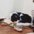 Zithdog