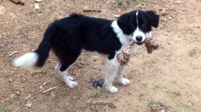 Cachorro ra a Border collie idade 2 anos nome Zithdog