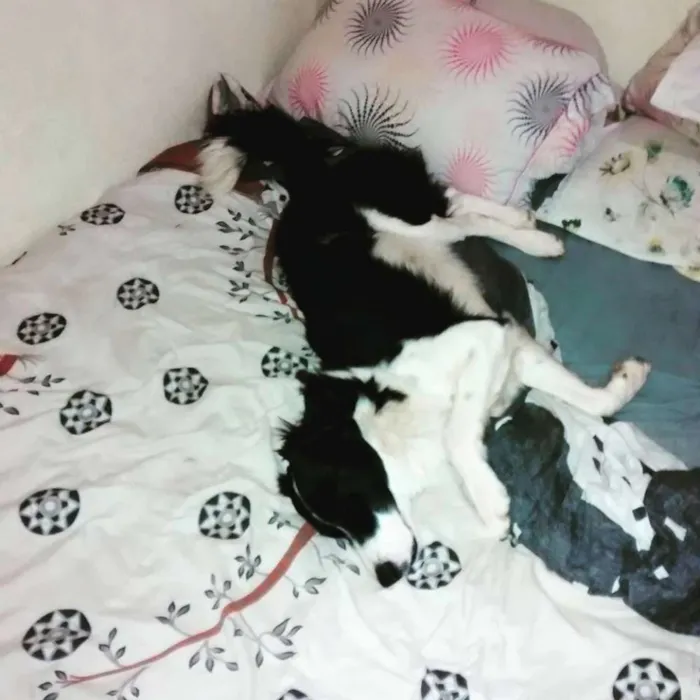 Cachorro ra a Border collie idade 2 anos nome Zithdog