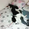 Zithdog