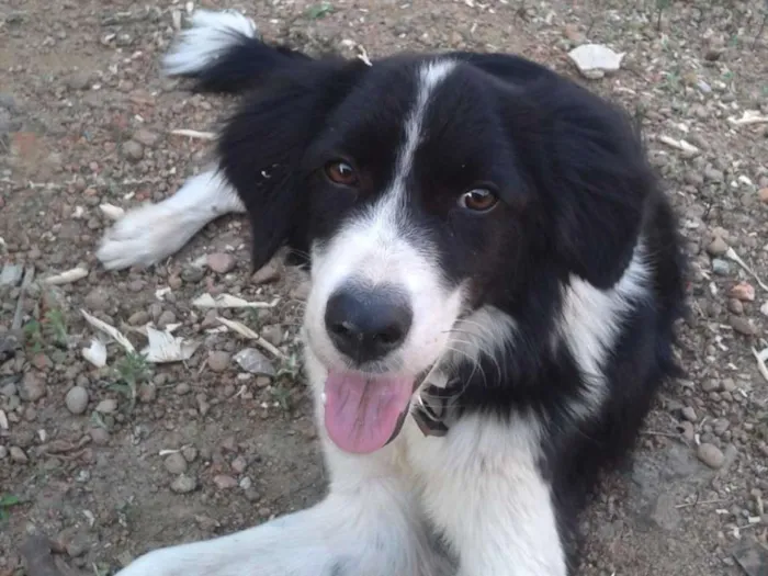 Cachorro ra a Border collie idade 2 anos nome Zithdog