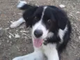 Zithdog