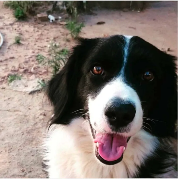 Cachorro ra a Border collie idade 2 anos nome Zithdog