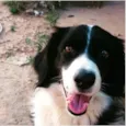 Zithdog