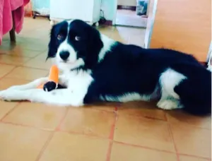 Cachorro raça Border collie idade 2 anos nome Zithdog