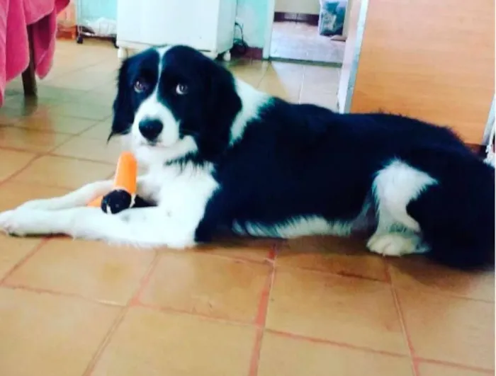 Cachorro ra a Border collie idade 2 anos nome Zithdog