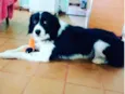 Zithdog