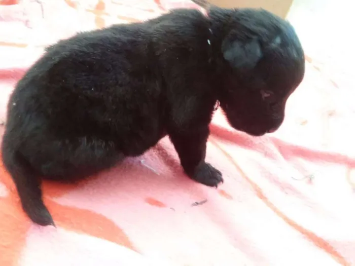 Cachorro ra a Labrador com vira-lata porte pequeno idade Abaixo de 2 meses nome Filhotes sem nome