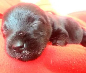 Cachorro raça Labrador com vira-lata porte pequeno idade Abaixo de 2 meses nome Filhotes sem nome
