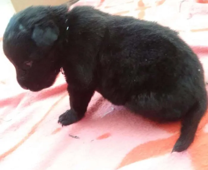 Cachorro ra a Labrador com vira-lata porte pequeno idade Abaixo de 2 meses nome Filhotes sem nome