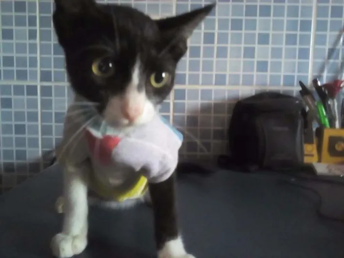 Gato raça SRD idade 2 a 6 meses nome Sem nome