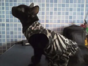 Gato raça SRD idade 2 a 6 meses nome Sem nome