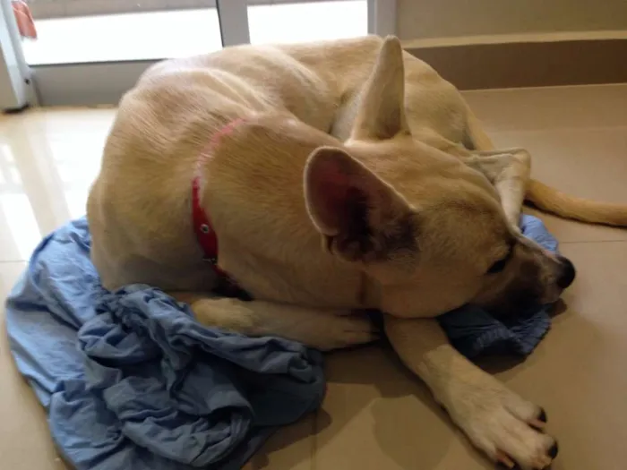 Cachorro ra a Vira Lata  idade 7 a 11 meses nome Otto